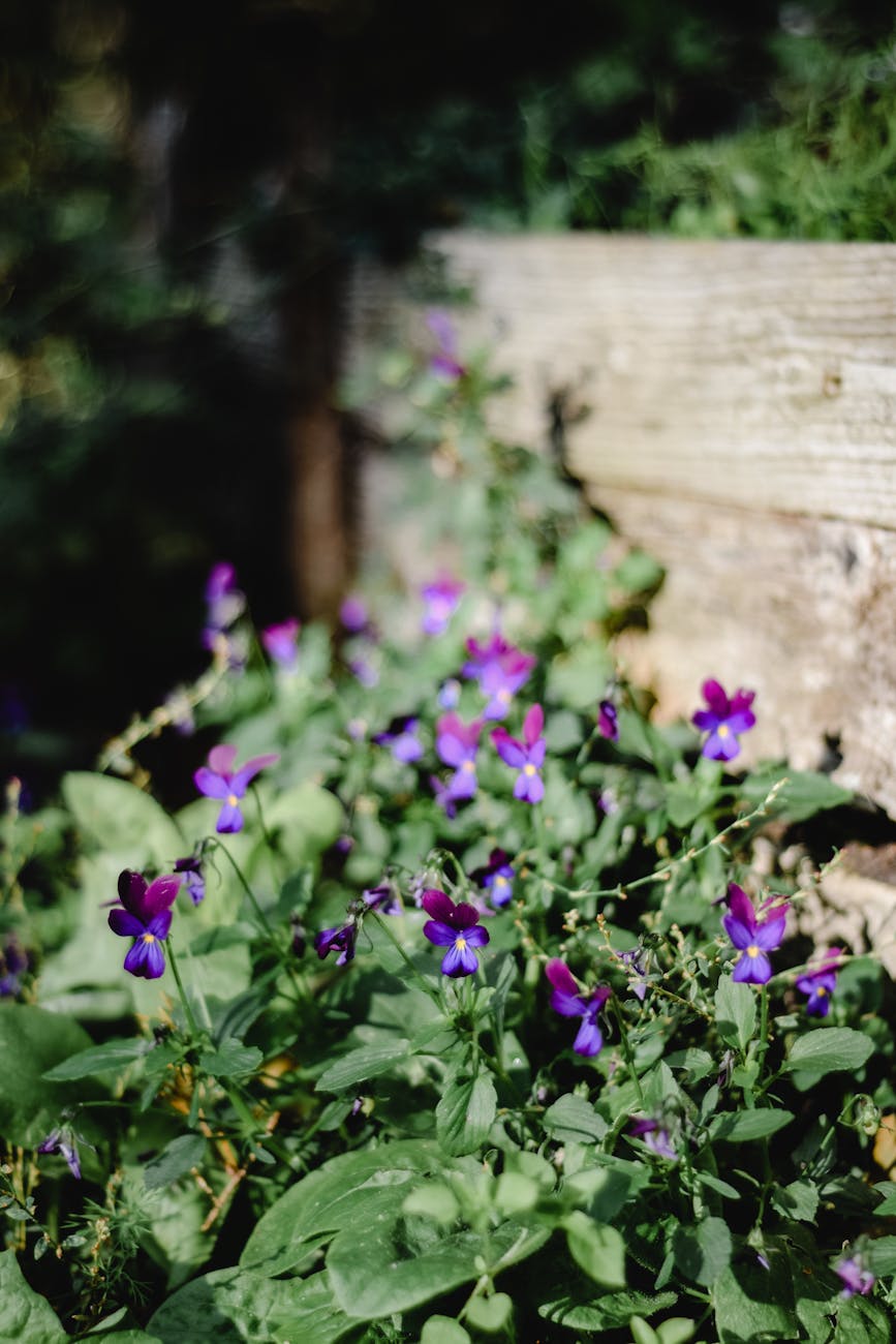 violets growing in garden