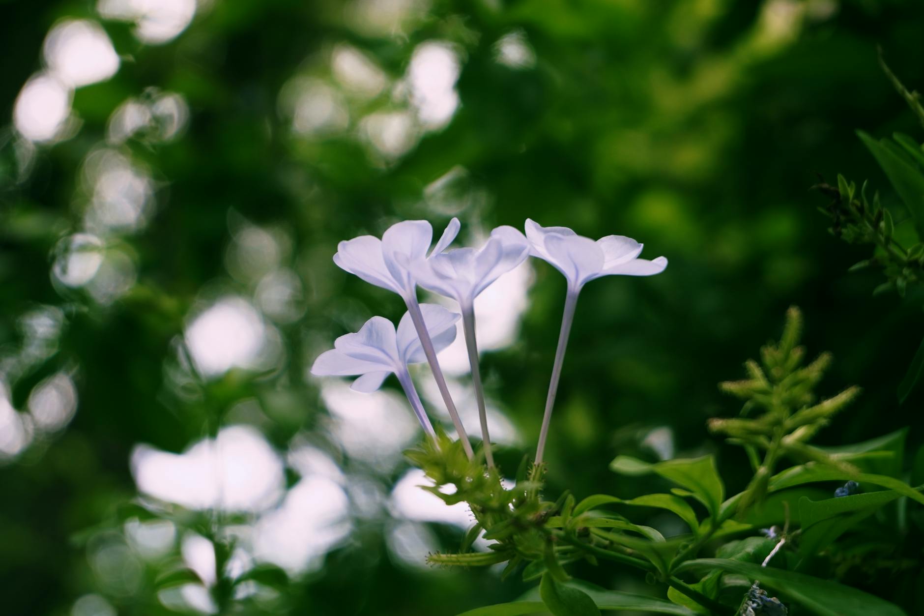 beautiful white flowers in guadalajara s nature