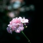 delicate pink flowers in soft focus