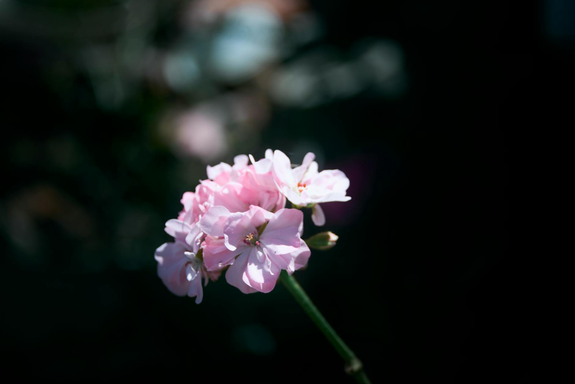 delicate pink flowers in soft focus