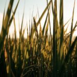 close up shot of rice plants in a field