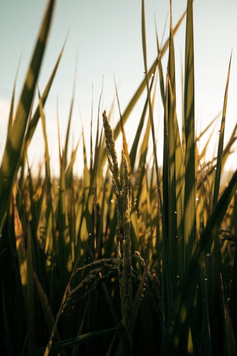 close up shot of rice plants in a field